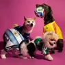 adidas FIFA World Cup 2026 Pet Collection Brings Matchday Style to Four-Legged Fans, Sneakerize.gr