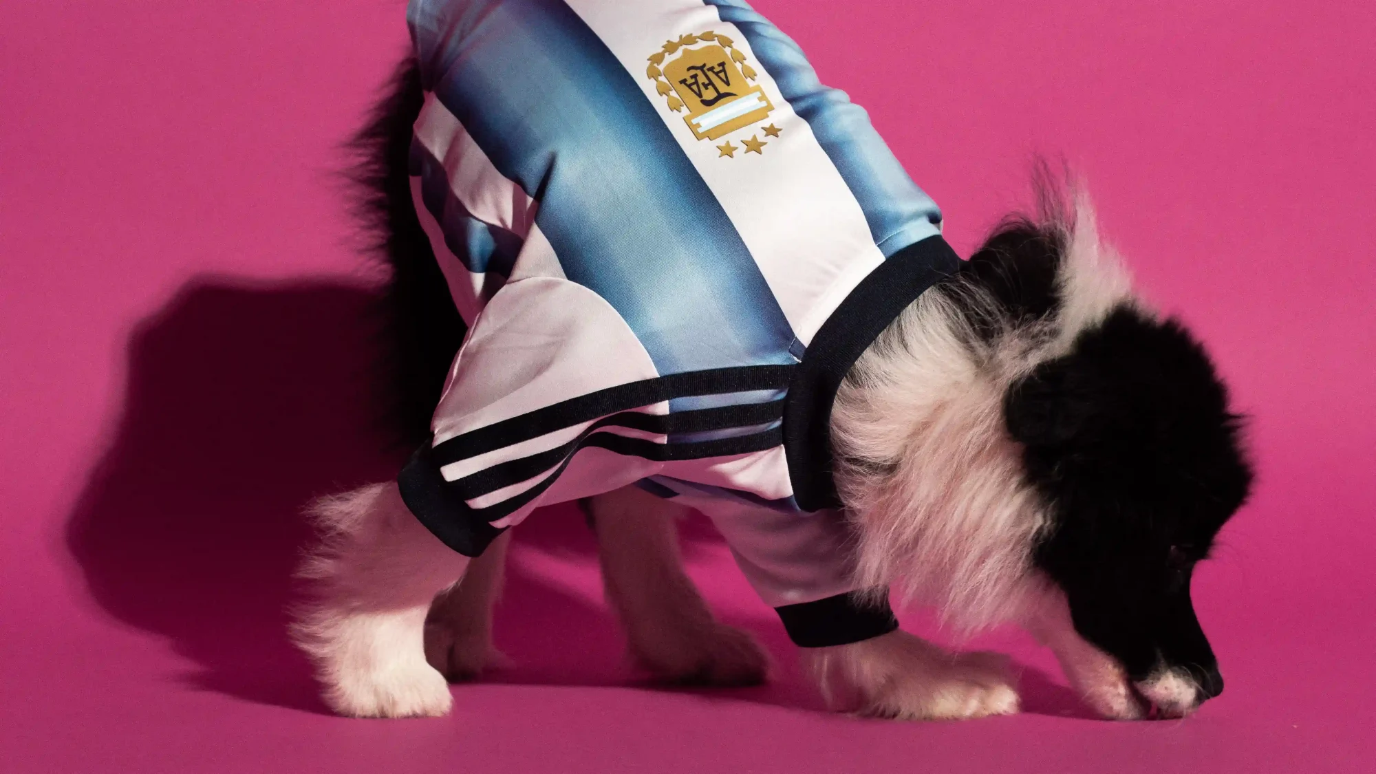 adidas FIFA World Cup 2026 Pet Collection Brings Matchday Style to Four-Legged Fans, Sneakerize.gr