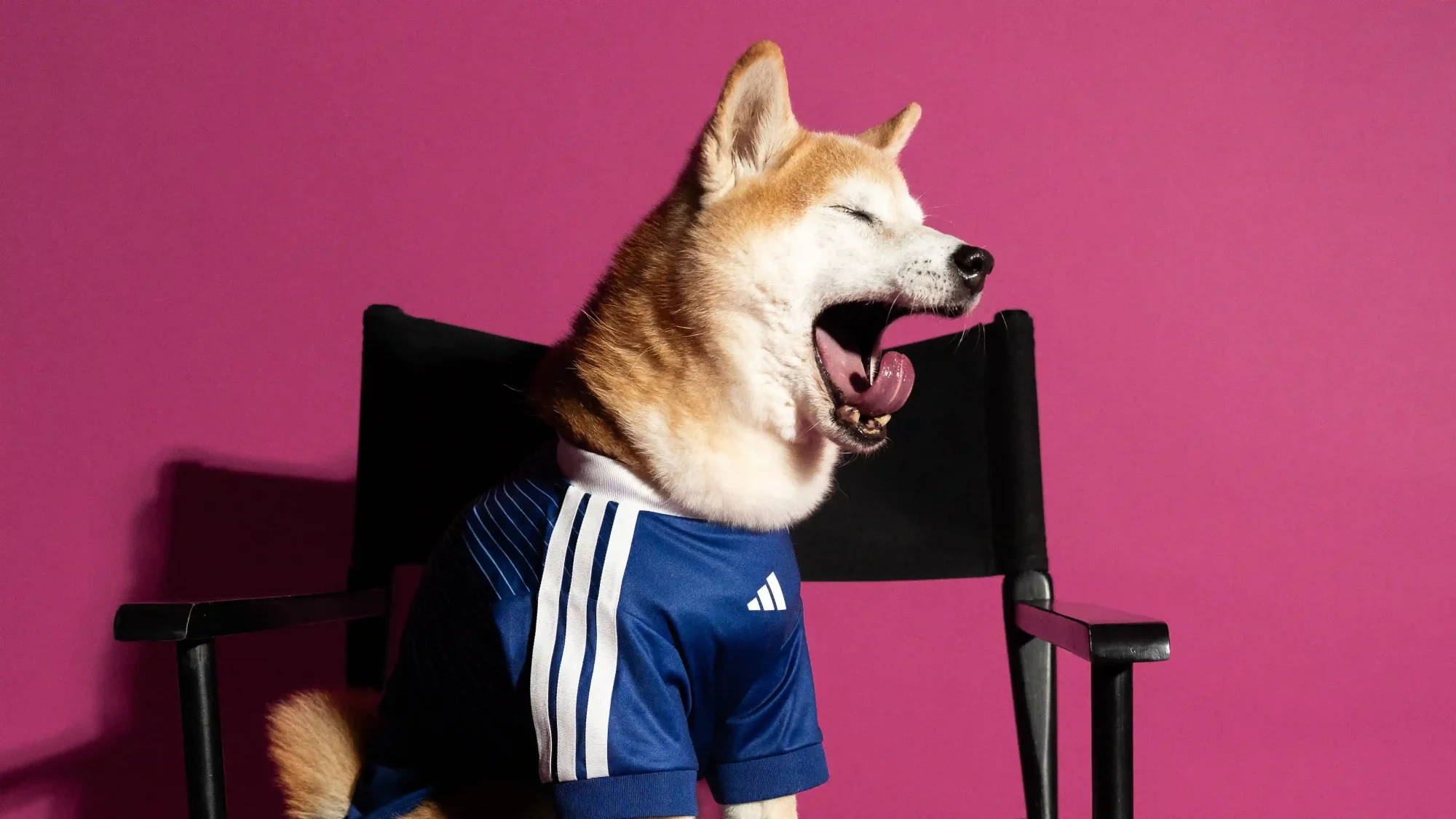 adidas FIFA World Cup 2026 Pet Collection Brings Matchday Style to Four-Legged Fans, Sneakerize.gr