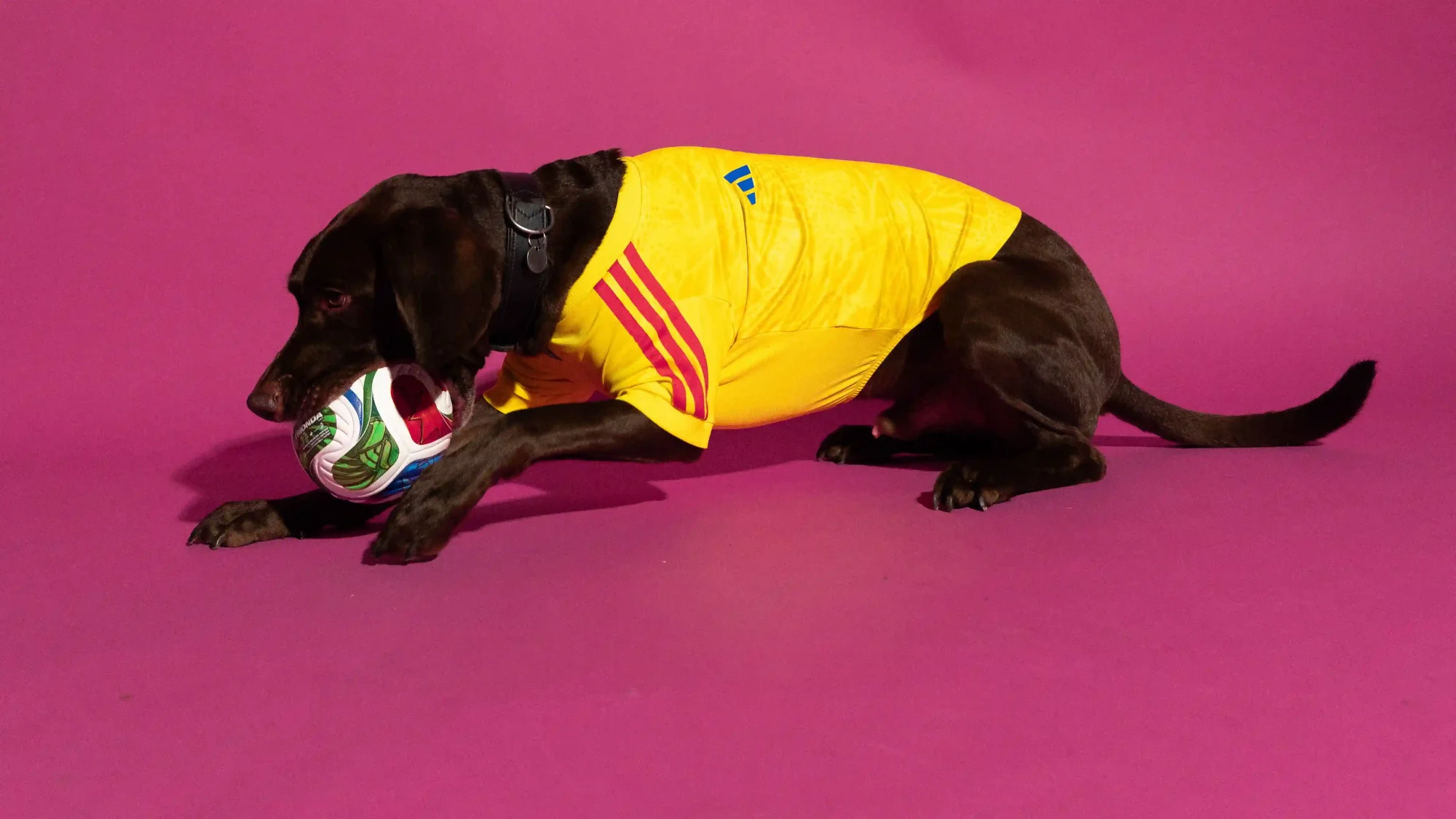 adidas FIFA World Cup 2026 Pet Collection Brings Matchday Style to Four-Legged Fans, Sneakerize.gr